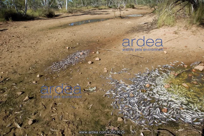 : Dead fish in a dried up river bed : Dead fish in a dried up river bed