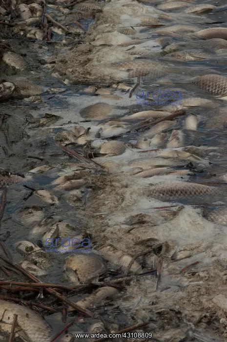 : Dead Fish, Missouri : Dead Fish, Missouri