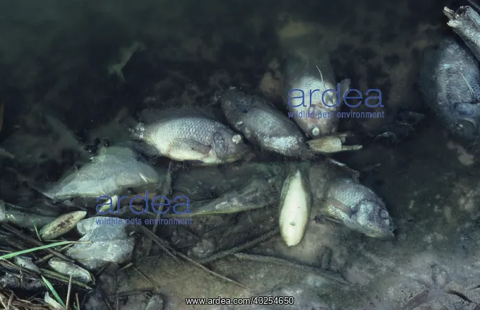 : Dead fish in polluted lake : Dead fish in polluted lake