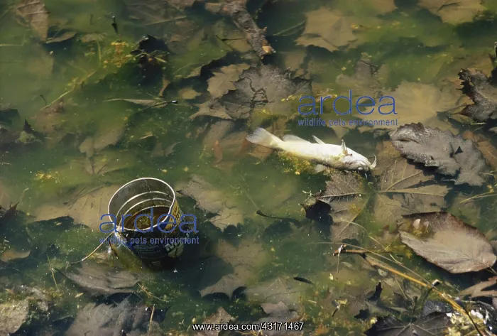 : Dead Fish in Polluted Lake, PA : Dead Fish in Polluted Lake, PA