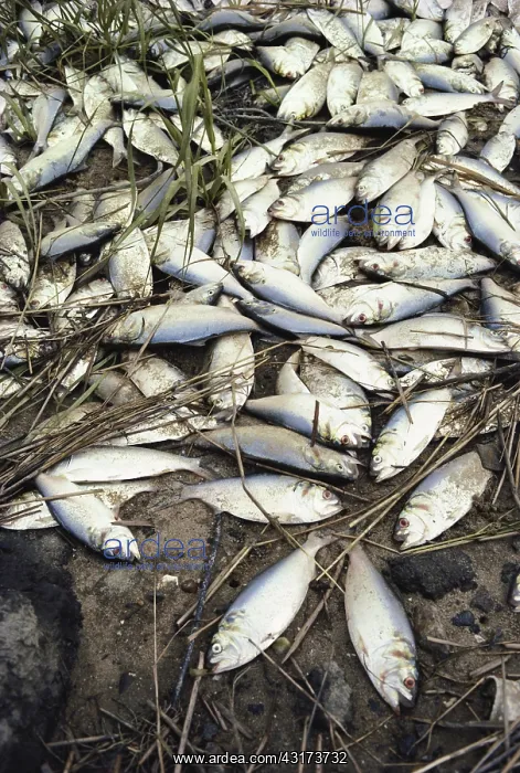 : Dead Fish Due to Pollution : Dead Fish Due to Pollution