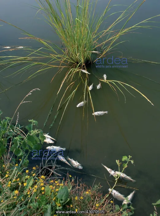 : Dead Fish in Pond : Dead Fish in Pond