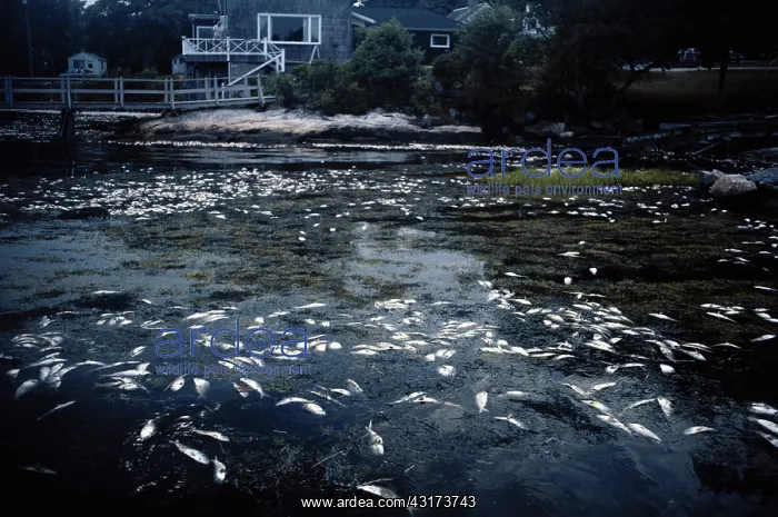 : Dead Fish Due to Water Pollution : Dead Fish Due to Water Pollution