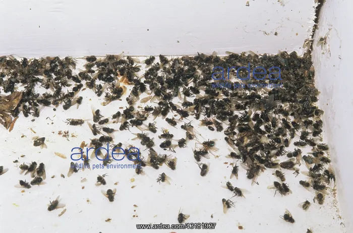 : Dead flies : Dead flies