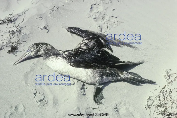 : Dead Gannet Covered in Oil : Dead Gannet Covered in Oil