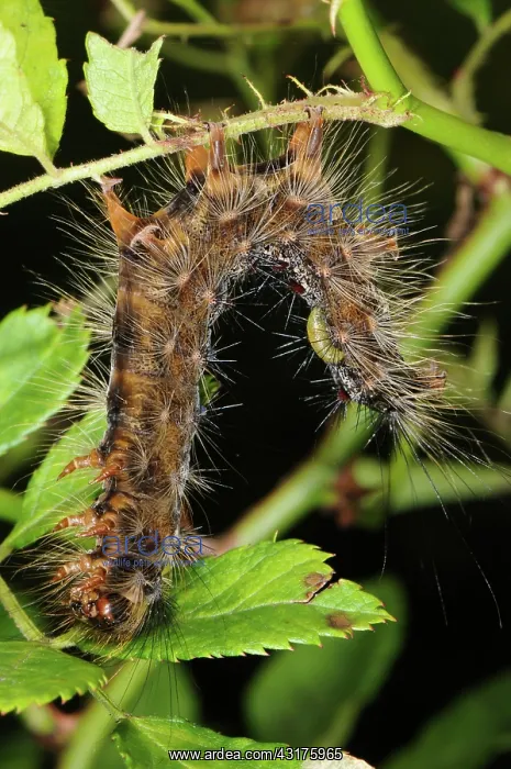 : Dead Gypsy Moth Caterpillar : Dead Gypsy Moth Caterpillar