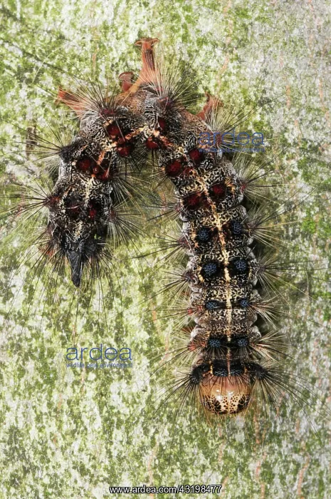 : Dead Gypsy Moth Caterpillar : Dead Gypsy Moth Caterpillar