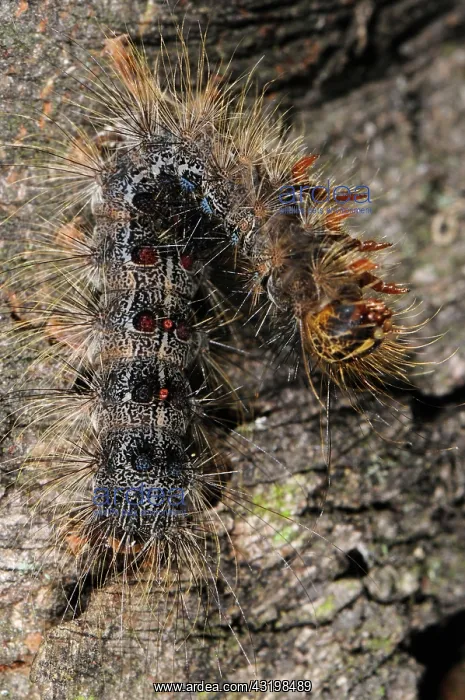 : Dead Gypsy Moth Caterpillar : Dead Gypsy Moth Caterpillar