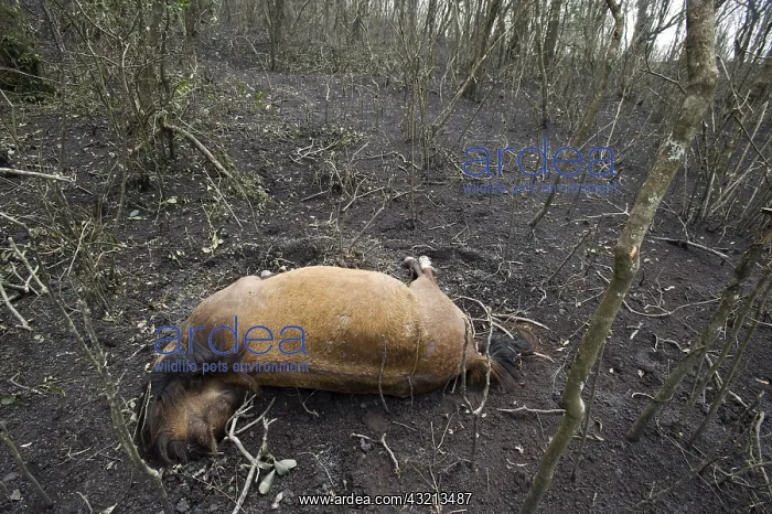 : Dead horse after the eruption of Pacaya volcano in Guatemala : Dead horse after the eruption of Pacaya volcano in Guatemala