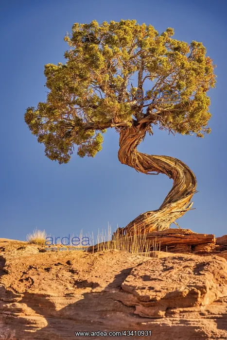 : Dead Horse Point, Canyonlands National Park, Utah : Dead Horse Point, Canyonlands National Park, Utah