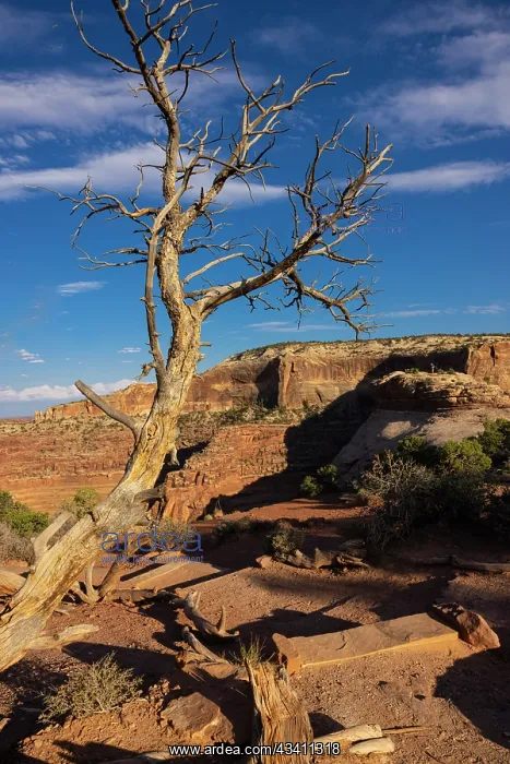 : Dead Horse State Park. Utah, USA : Dead Horse State Park. Utah, USA