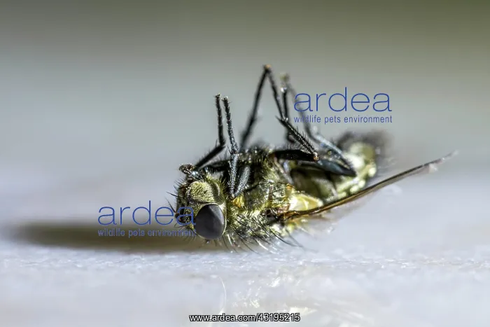 : Dead house fly (Musca domestica) lying on its back : Dead house fly (Musca domestica) lying on its back