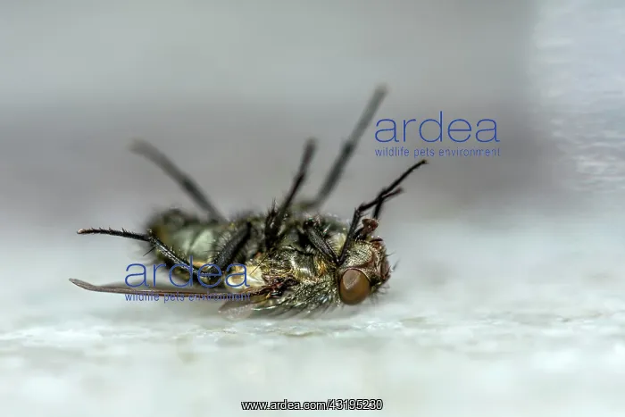 : Dead house fly (Musca domestica) lying on its back : Dead house fly (Musca domestica) lying on its back