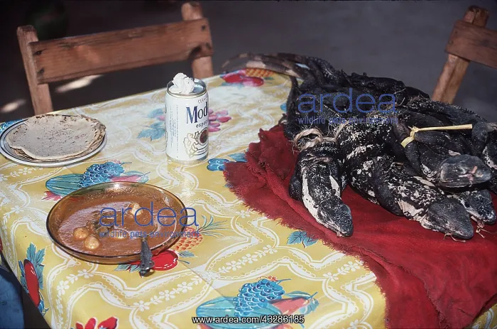 : Dead Iguanas on table by Iguana Egg & Meat Soup : Dead Iguanas on table by Iguana Egg & Meat Soup