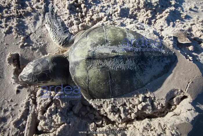 : Dead Kemp's Ridley Sea Turtle : Dead Kemp's Ridley Sea Turtle