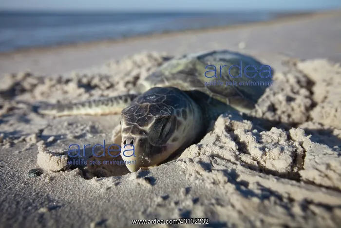 : Dead Kemp's Ridley Sea Turtle : Dead Kemp's Ridley Sea Turtle