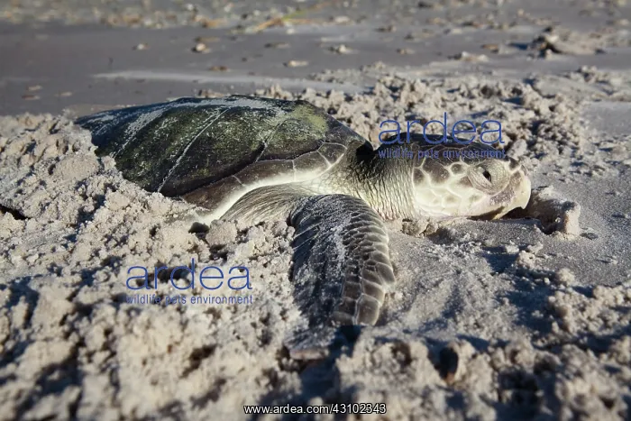 : Dead Kemp's Ridley Turtle : Dead Kemp's Ridley Turtle