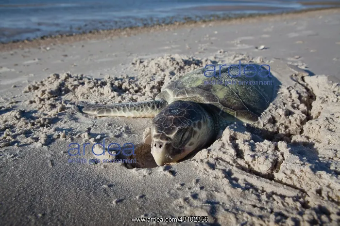: Dead Kemp's Ridley Turtle : Dead Kemp's Ridley Turtle