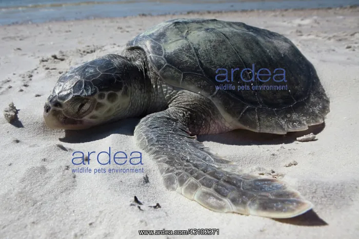 : Dead Kemp's Ridley Turtle : Dead Kemp's Ridley Turtle