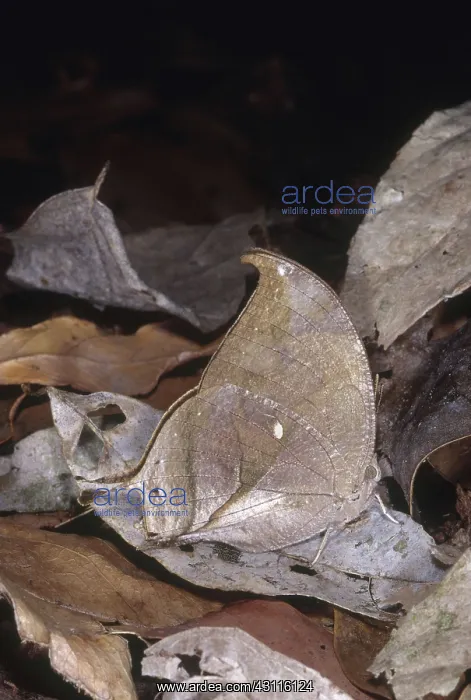  : Dead-leaf Mimic Butterfly