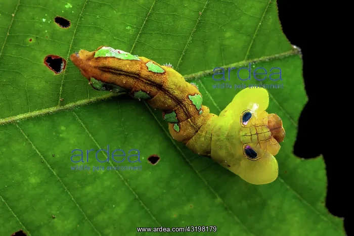 : Dead leaf mimic moth (Oxytenis naemia aravaca) caterpillar : Dead leaf mimic moth (Oxytenis naemia aravaca) caterpillar
