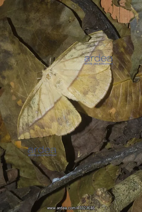 : Dead Leaf Moth : Dead Leaf Moth