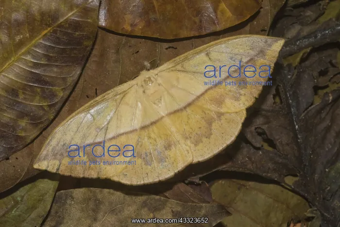 : Dead Leaf Moth : Dead Leaf Moth