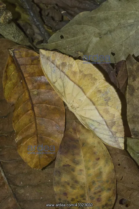 : Dead Leaf Moth : Dead Leaf Moth