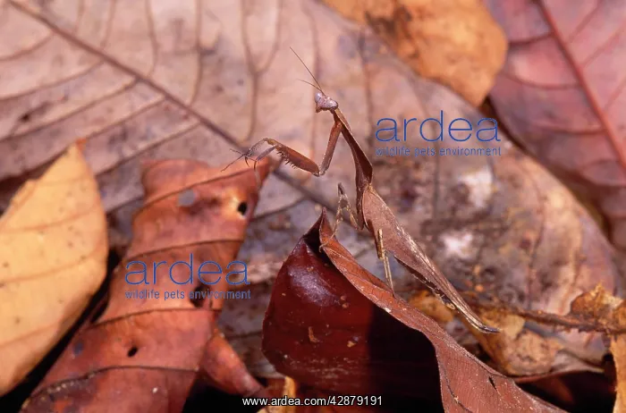 : Dead Leaf Praying Mantis : Dead Leaf Praying Mantis