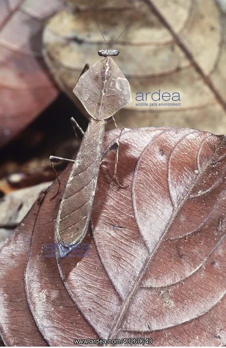 : Dead-Leaf Praying Mantis : Dead-Leaf Praying Mantis