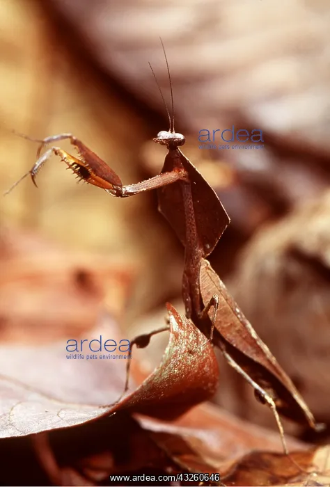 : Dead Leaf Praying Mantis : Dead Leaf Praying Mantis