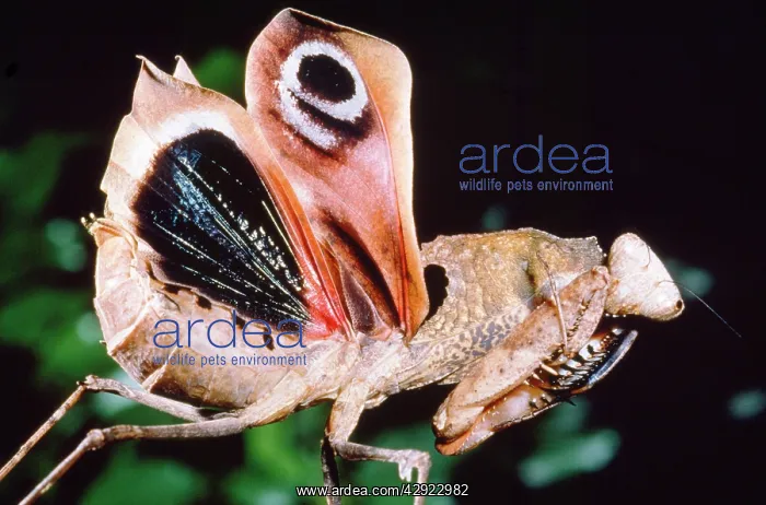 : Dead Leaf praying Mantis - eyes on wings. Threat posture : Dead Leaf praying Mantis - eyes on wings. Threat posture