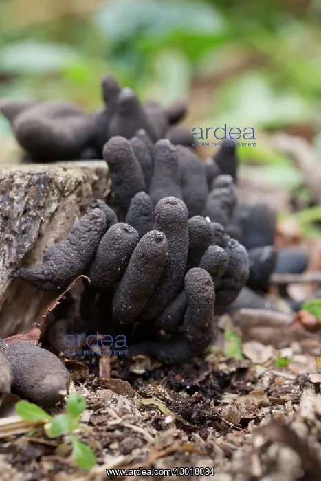 : Dead Man's Fingers : Dead Man's Fingers