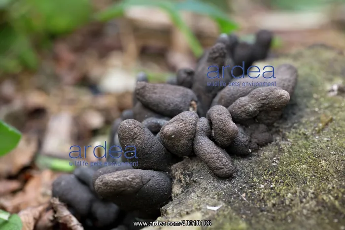 : Dead Man's Fingers : Dead Man's Fingers