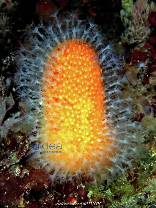 : Dead man's fingers (Alcyonium digitatum). Dive : Dead man's fingers (Alcyonium digitatum). Dive