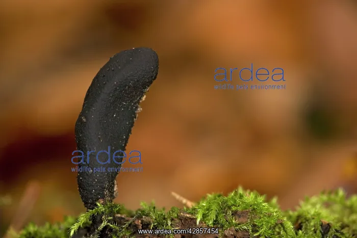 : Dead man's fingers, in beech woodland : Dead man's fingers, in beech woodland