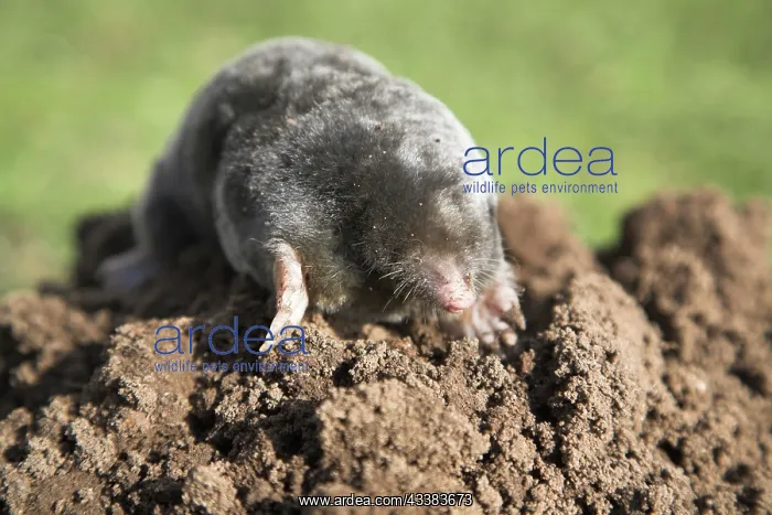: Dead mole on pile of soil, Suffolk, England, UK : Dead mole on pile of soil, Suffolk, England, UK