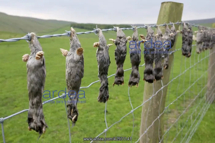 : Dead moles hung on barbed wire fence : Dead moles hung on barbed wire fence