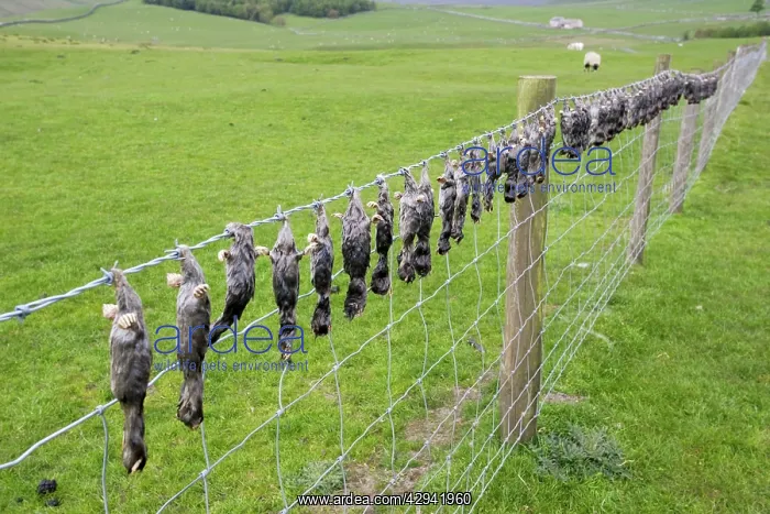 : Dead moles hung on barbed wire fence : Dead moles hung on barbed wire fence