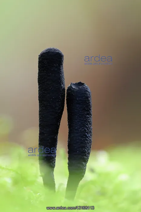 : Dead Moll's fingers : Dead Moll's fingers