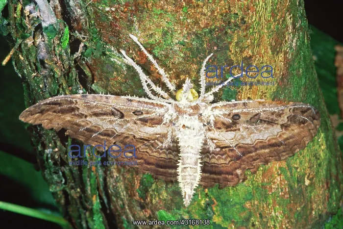 : Dead Moth. A dead moth covered with fungal growth hangs two feet above : Dead Moth. A dead moth covered with fungal growth hangs two feet above