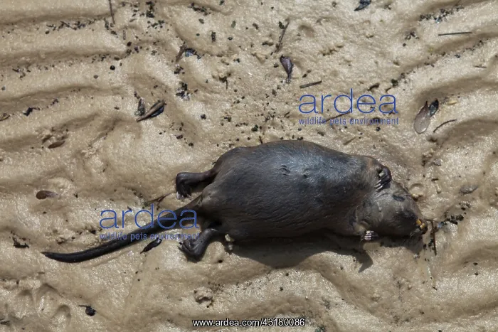 : Dead Muskrat on gulf beach : Dead Muskrat on gulf beach