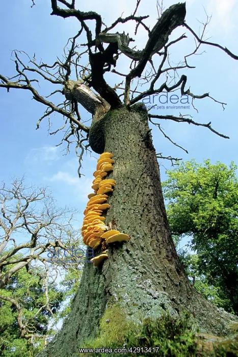  : Dead Oak Tree - with fungus fruiting bodies of