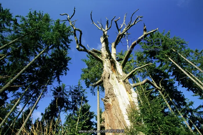 : Dead Oak Tree - Sababurg forest, Reinhards forest : Dead Oak Tree - Sababurg forest, Reinhards forest