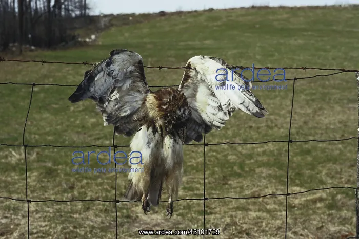 : Dead Red-tailed Hawk : Dead Red-tailed Hawk