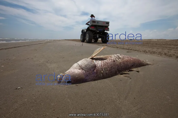 : Dead Redfish on Louisiana Beach : Dead Redfish on Louisiana Beach