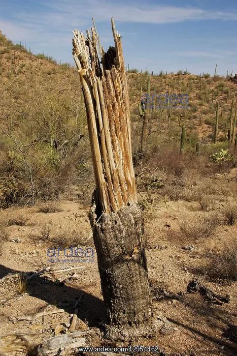 : Dead Saguara Cactus - in Saguaro National Park : Dead Saguara Cactus - in Saguaro National Park