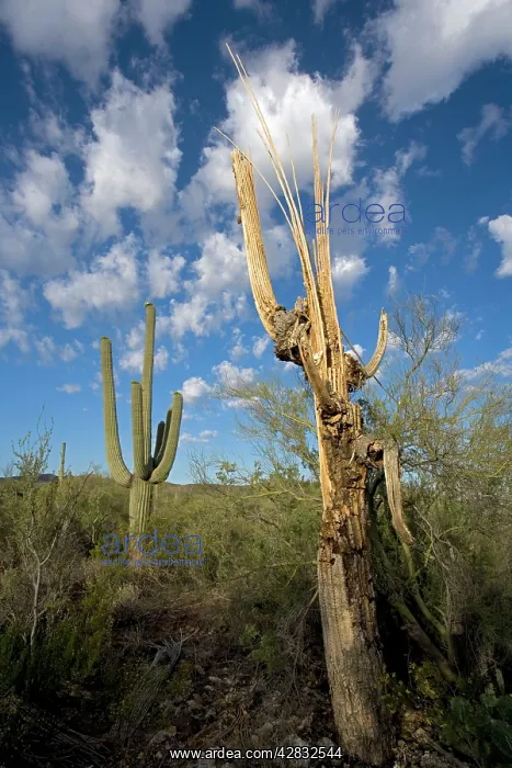 : Dead Saguaro Cactus - showing ribs that support the cactus : Dead Saguaro Cactus - showing ribs that support the cactus