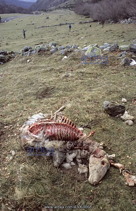 : Dead sheep and monitoring team of the Pyrenees Bear : Dead sheep and monitoring team of the Pyrenees Bear