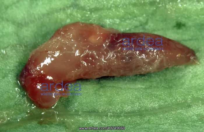 : Dead slug exuding parasitic nematodes : Dead slug exuding parasitic nematodes